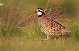 Northern Bobwhite